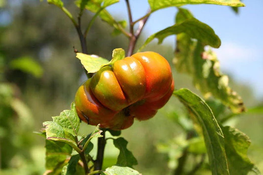 Turkish Orange Eggplant Seeds - Image 6