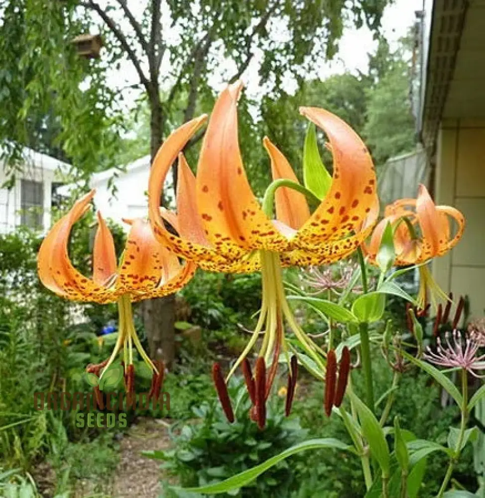 Turk's Cap Lily (Lilium Superbum) Flower Seeds for Planting