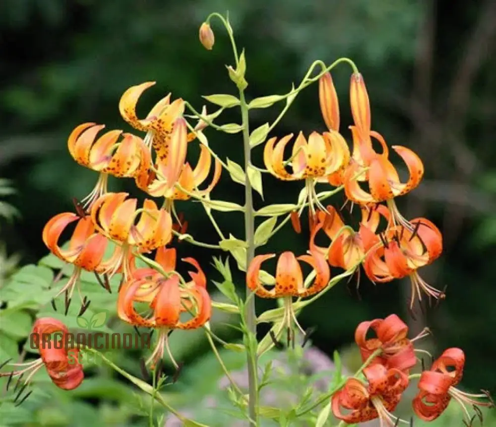 Turk's Cap Lily (Lilium Superbum) Flower Seeds for Planting - Image 3
