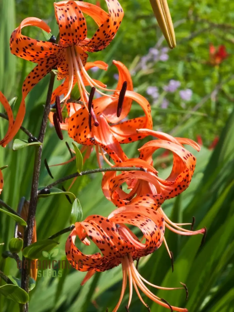 Turk's Cap Lily (Lilium Superbum) Flower Seeds for Planting - Image 4