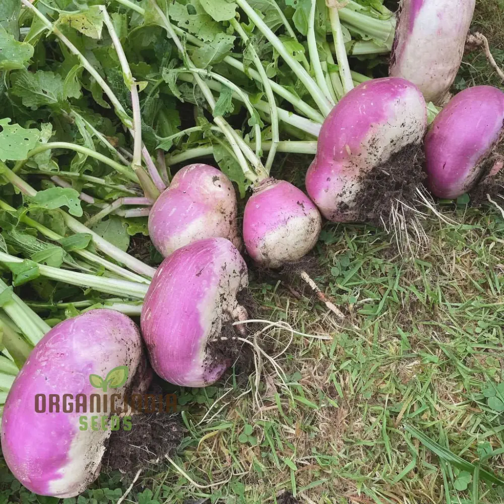 Turnip Purple Top Vegetable Seeds, Heirloom, High Yield, Perfect for Home Gardens