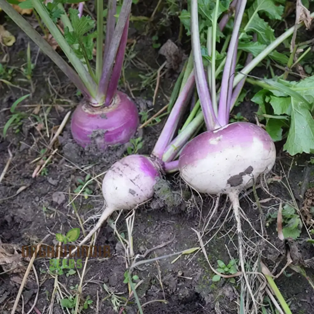 Turnip Purple Top Vegetable Seeds, Heirloom, High Yield, Perfect for Home Gardens - Image 3