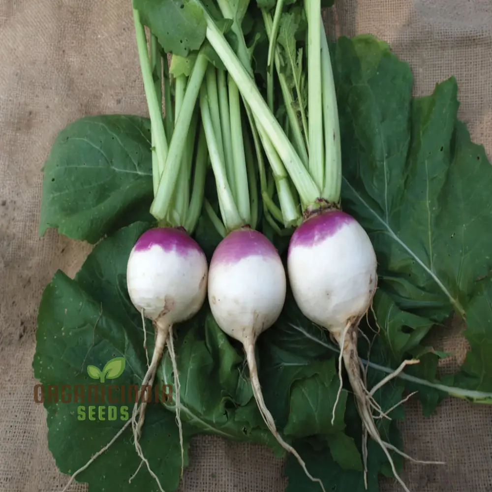 Turnip Purple Top Vegetable Seeds, Heirloom, High Yield, Perfect for Home Gardens - Image 4