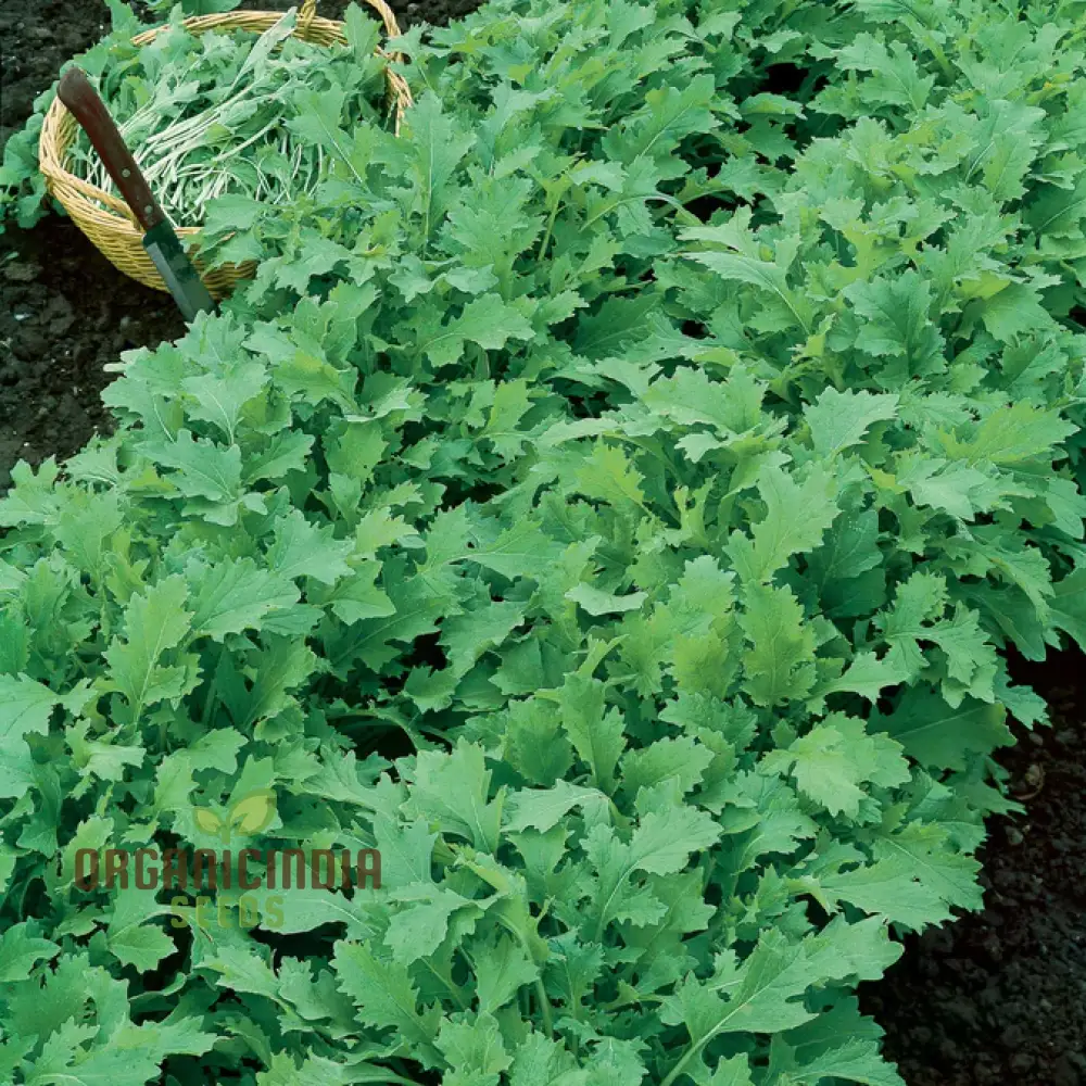 Turnip Seeds - Seven Top Variety for Planting and Gardening