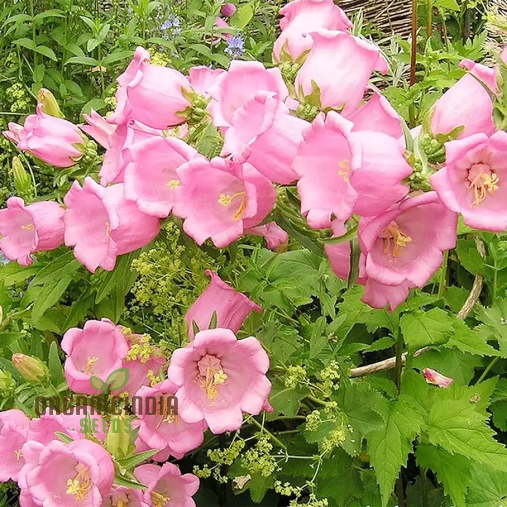 Tussock - Bellflower Single Rose Pink Seeds: Enhance Your Garden with Graceful Blooms – Perfect for Your Gardening Endeavors!