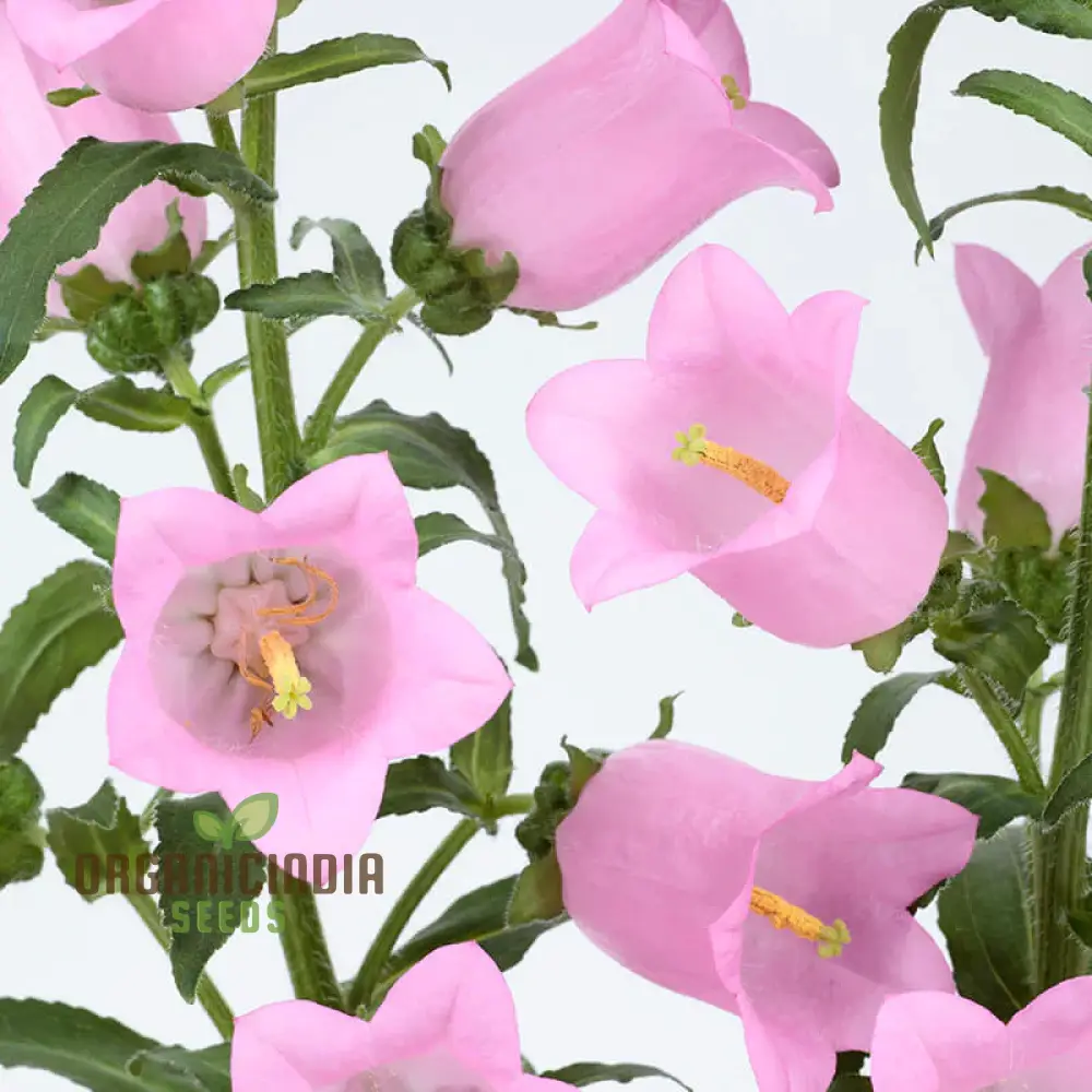 Tussock - Bellflower Single Rose Pink Seeds: Enhance Your Garden with Graceful Blooms – Perfect for Your Gardening Endeavors! - Image 3