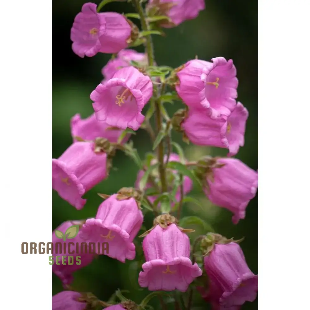 Tussock - Bellflower Single Rose Pink Seeds: Enhance Your Garden with Graceful Blooms – Perfect for Your Gardening Endeavors! - Image 4