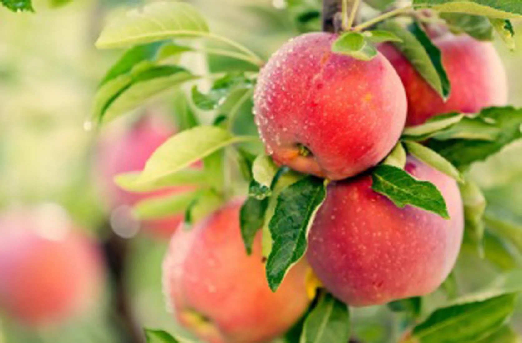 Tydeman’s Early Apple Seeds for Planting – Sweet, Juicy & Early-Ripening Apples - Image 2