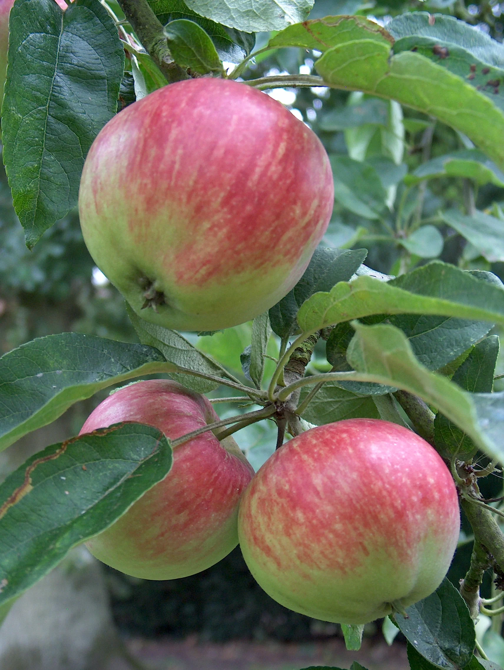 Tydeman’s Early Apple Seeds for Planting – Sweet, Juicy & Early-Ripening Apples - Image 3
