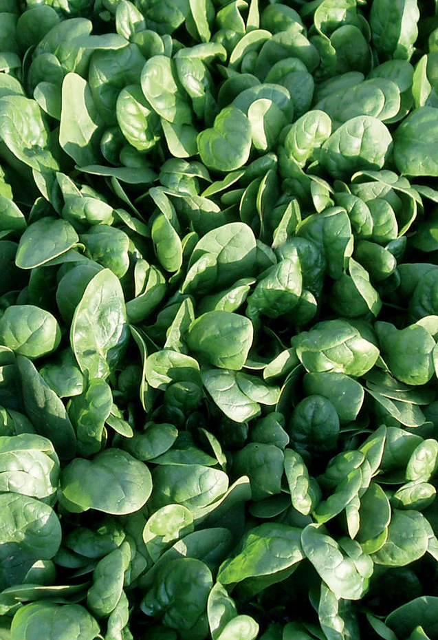 Tyee Spinach Seeds – High-Quality Heirloom Varieties for Thriving Home Gardens - Image 2
