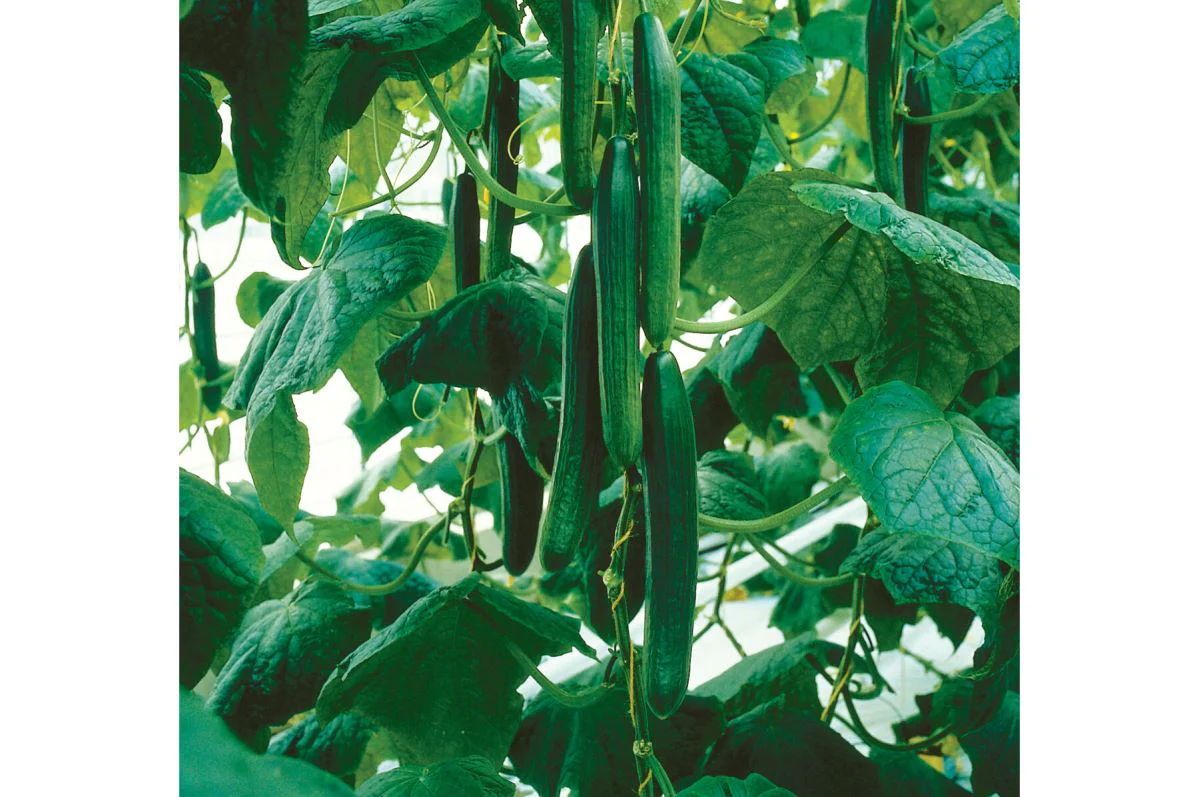 Tyria Cucumber Seeds – High-Yield, Greenhouse & Outdoor Variety - Image 3