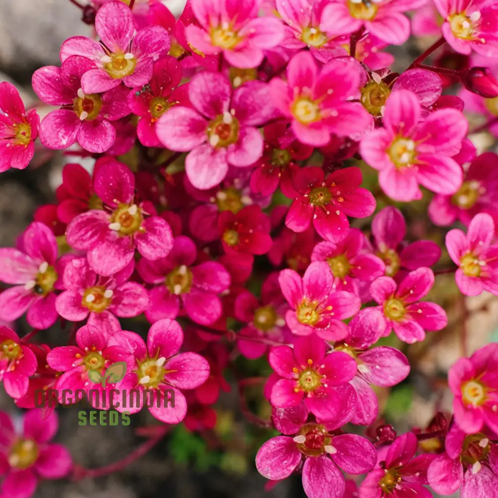 Ultimate Guide to Planting Saxifraga Ardensii Flower Seeds, Expert Gardening Tips for Vibrant Ground Cover