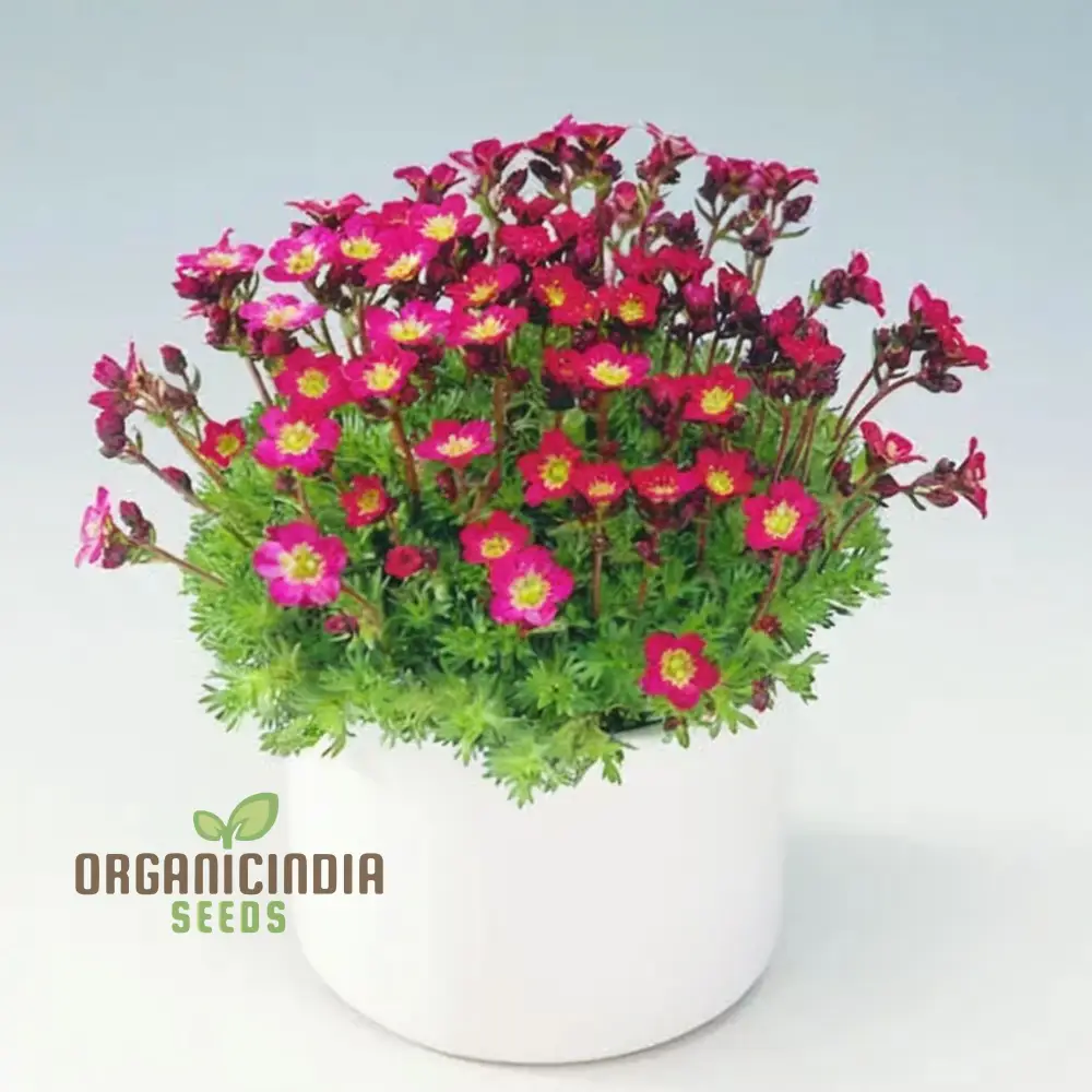 Ultimate Guide to Planting Saxifraga Ardensii Flower Seeds, Expert Gardening Tips for Vibrant Ground Cover - Image 3
