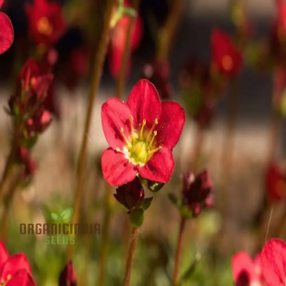 Ultimate Guide to Planting Saxifraga Ardensii Flower Seeds, Expert Gardening Tips for Vibrant Ground Cover - Image 4