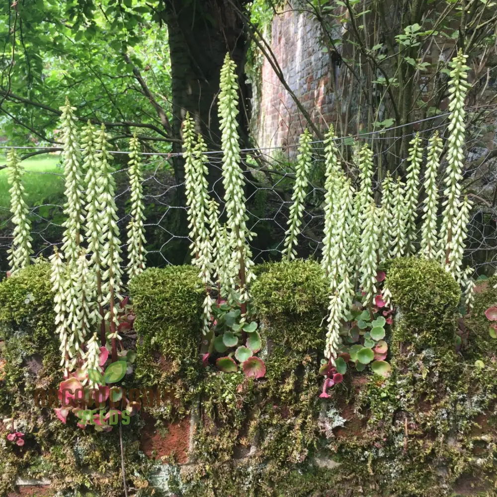 Umbilicus Rupestris Seeds for Rock Gardens | Hardy Succulent Seeds for Gardening Enthusiasts