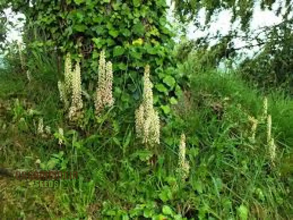 Umbilicus Rupestris Seeds for Rock Gardens | Hardy Succulent Seeds for Gardening Enthusiasts - Image 3