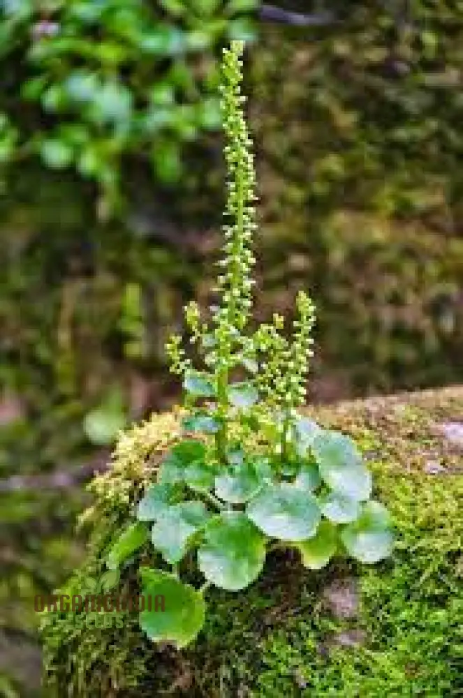 Umbilicus Rupestris Seeds for Rock Gardens | Hardy Succulent Seeds for Gardening Enthusiasts - Image 4