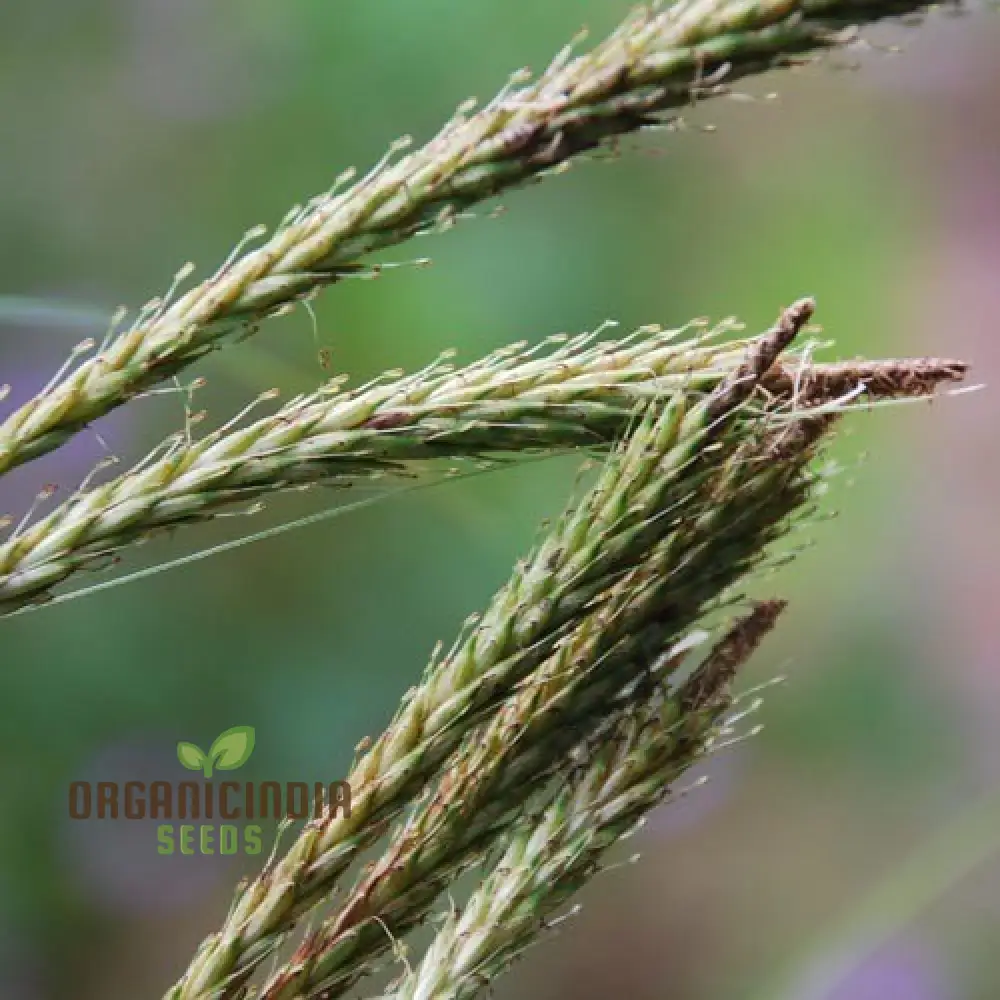Uncinia Erinacea Seeds for Ornamental Gardening | Hardy Evergreen Grass Variety