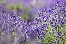 Unique Fernleaf Lavender with a Strong Herbal Scent - Image 2