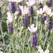 White Lavender Seeds – Unique White-Flowering Variety with Delicate Fragrance