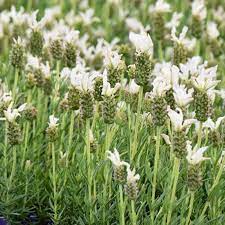 White Lavender Seeds – Unique White-Flowering Variety with Delicate Fragrance - Image 2
