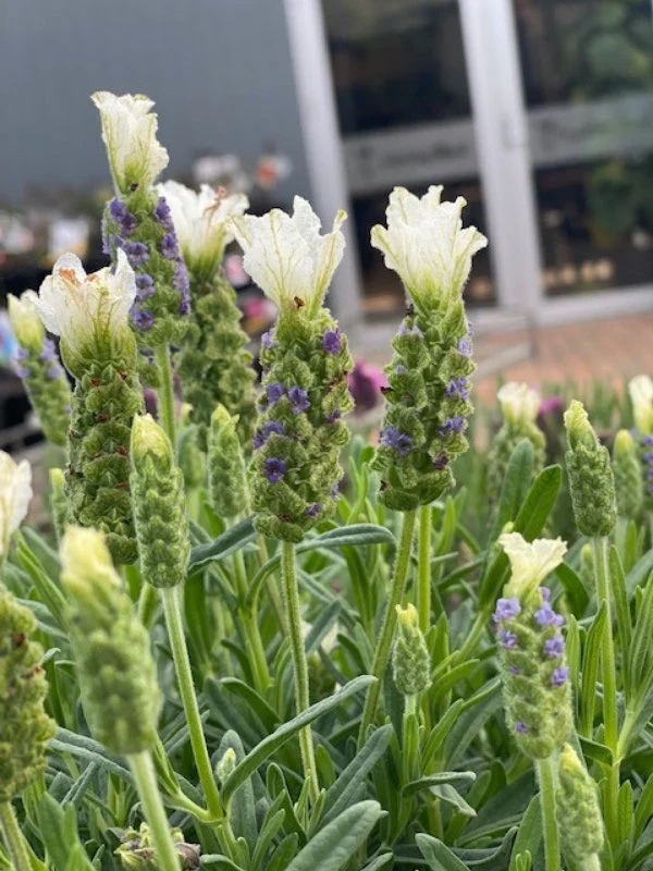 White Lavender Seeds – Unique White-Flowering Variety with Delicate Fragrance - Image 3