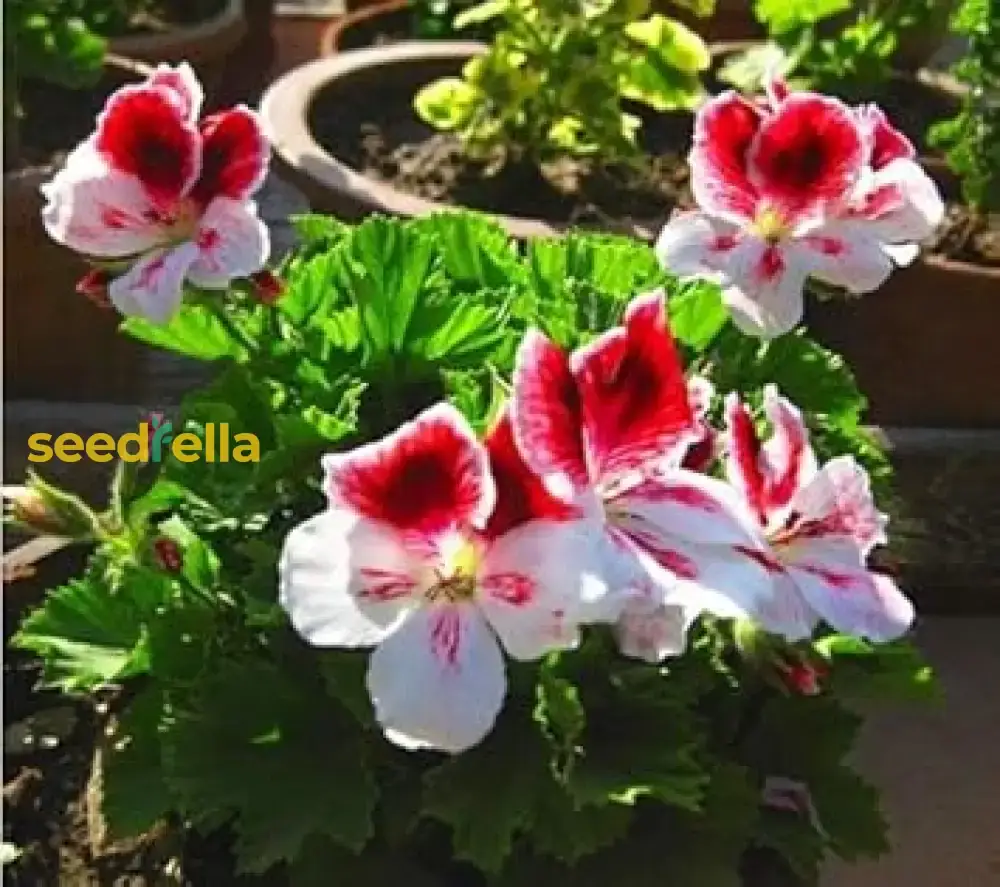Univalve Geranium Light Yellow Seeds – Annual Garden Blooms for Planting