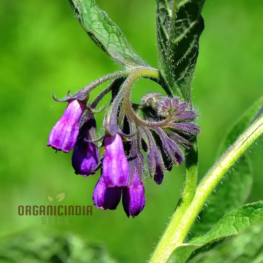 Symphytum Comfrey Flower Seeds, Essential Guide to Planting and Gardening with these Powerful Seeds