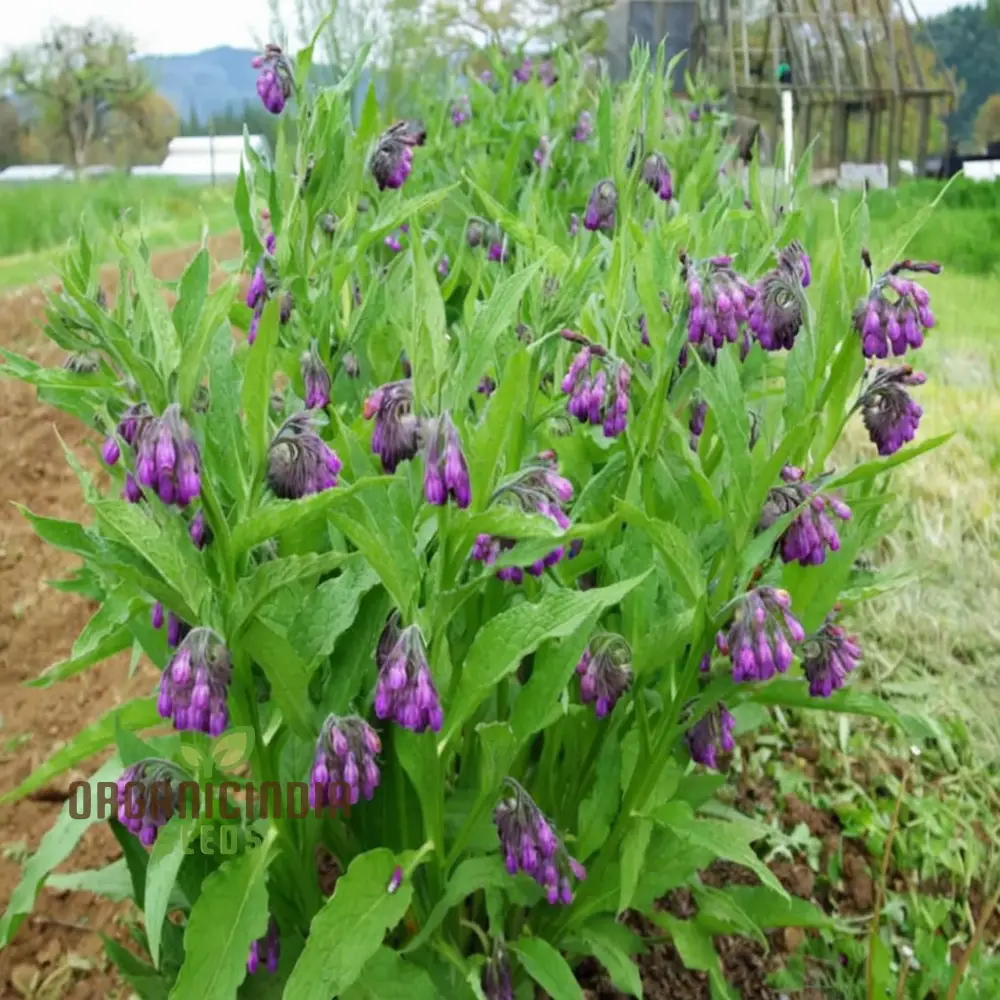 Symphytum Comfrey Flower Seeds, Essential Guide to Planting and Gardening with these Powerful Seeds - Image 3