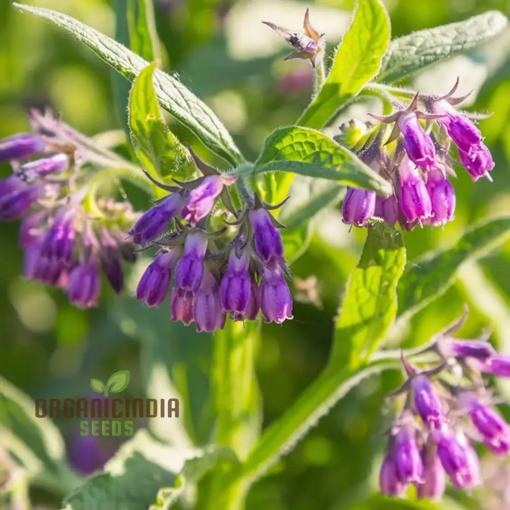 Symphytum Comfrey Flower Seeds, Essential Guide to Planting and Gardening with these Powerful Seeds - Image 4