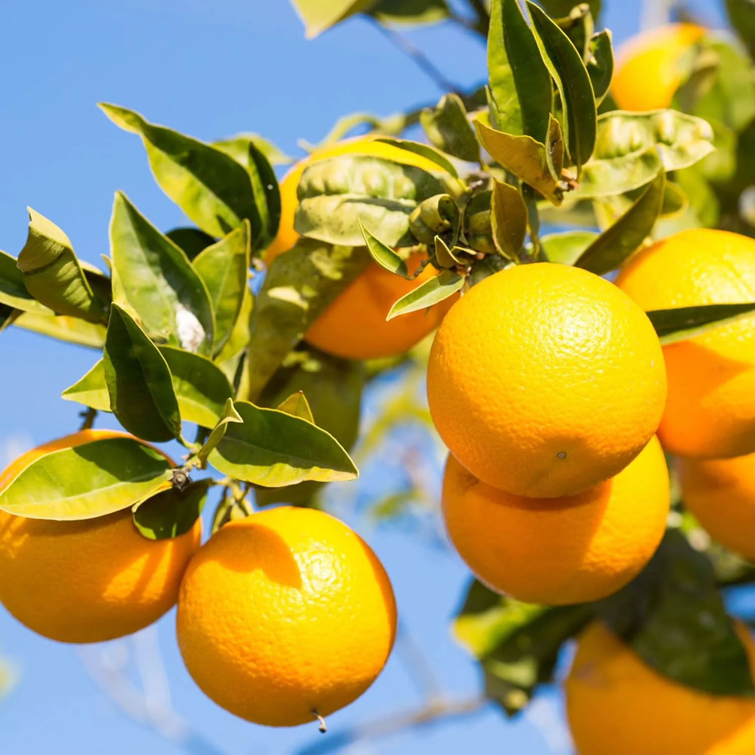 Valencia Orange Seeds for Planting – Grow Sweet & Juicy Oranges