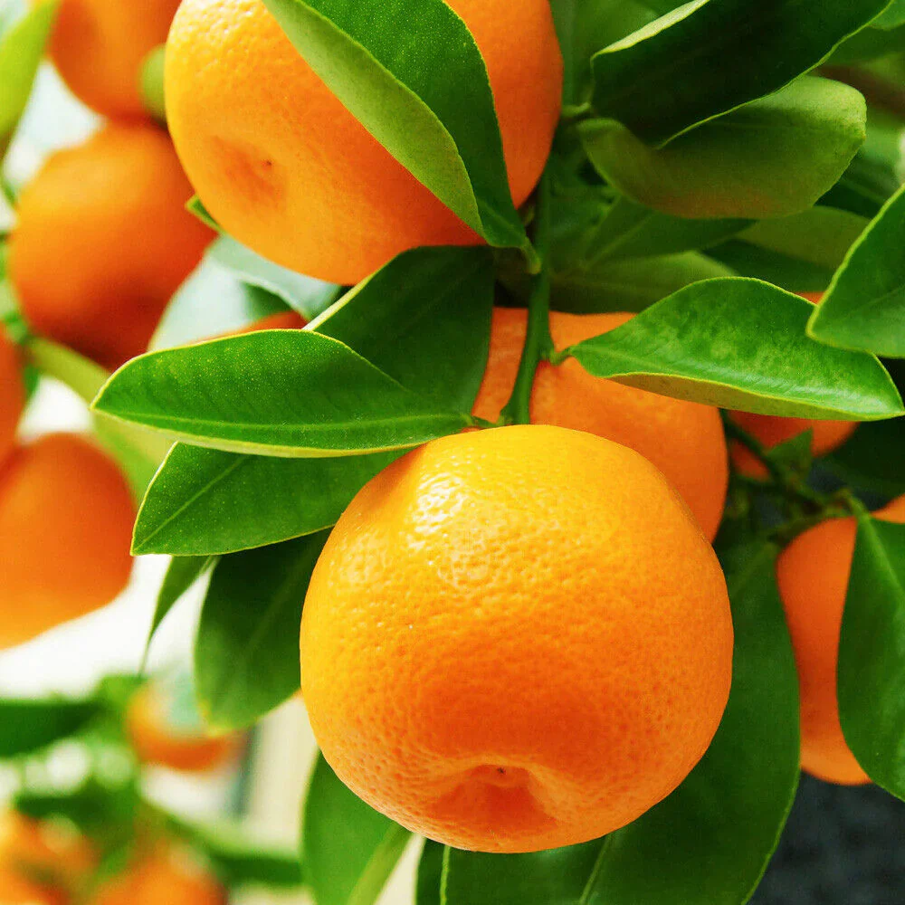 Valencia Orange Seeds for Planting – Grow Sweet & Juicy Oranges - Image 2