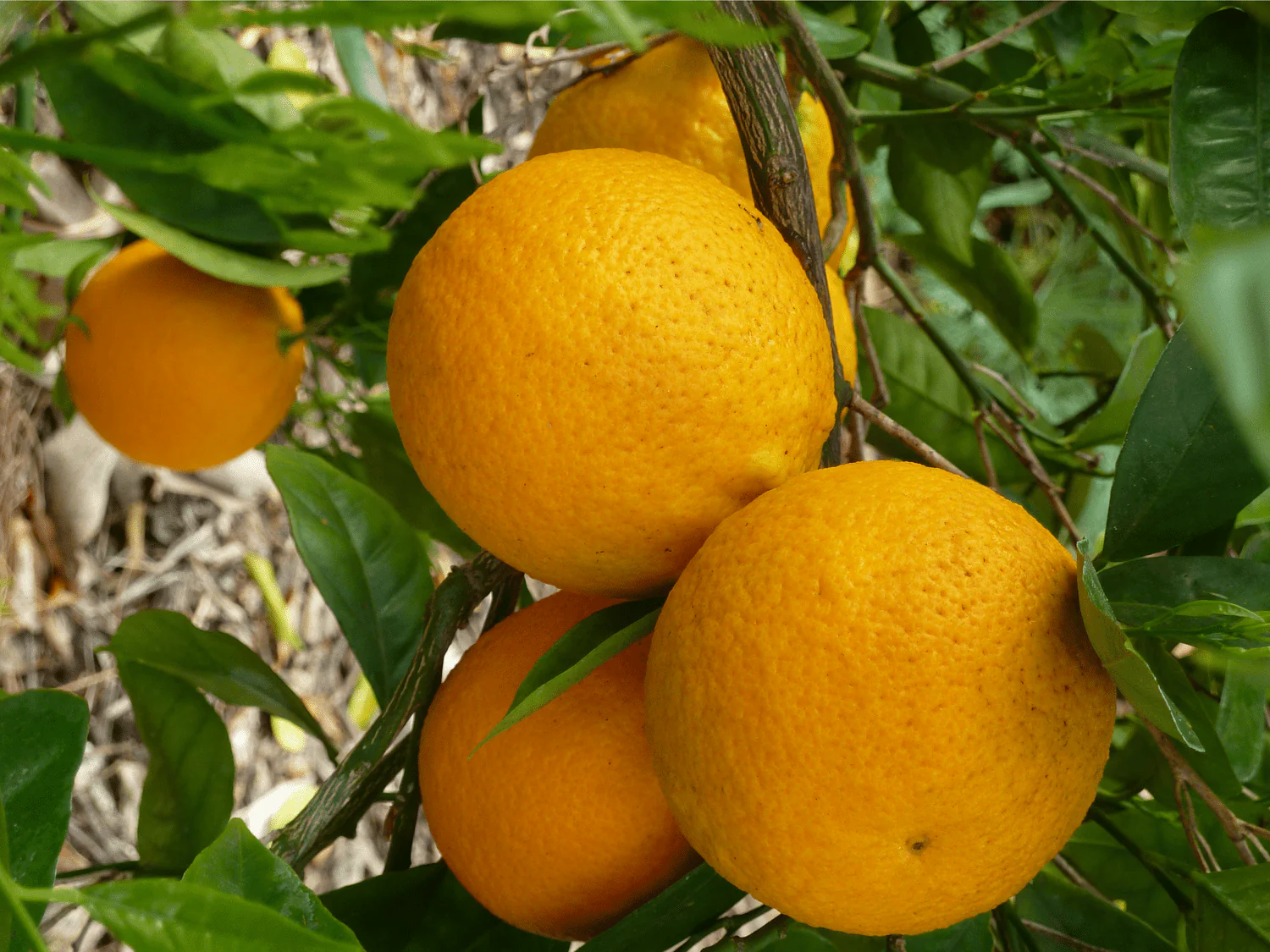 Valencia Orange Seeds for Planting – Grow Sweet & Juicy Oranges - Image 3