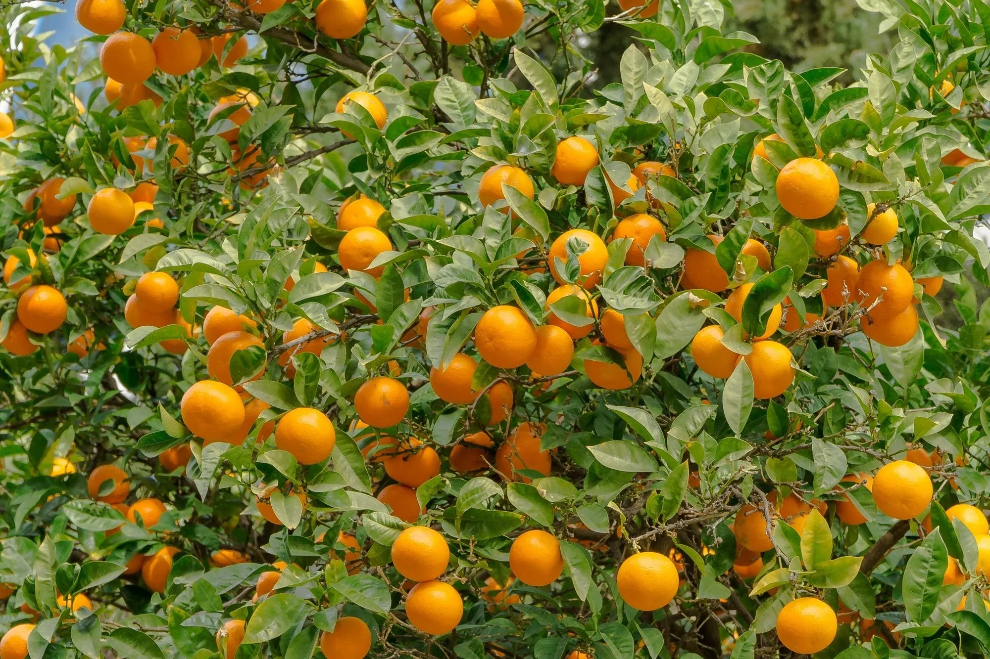 Valencia Orange Seeds for Planting – Grow Sweet & Juicy Oranges - Image 4