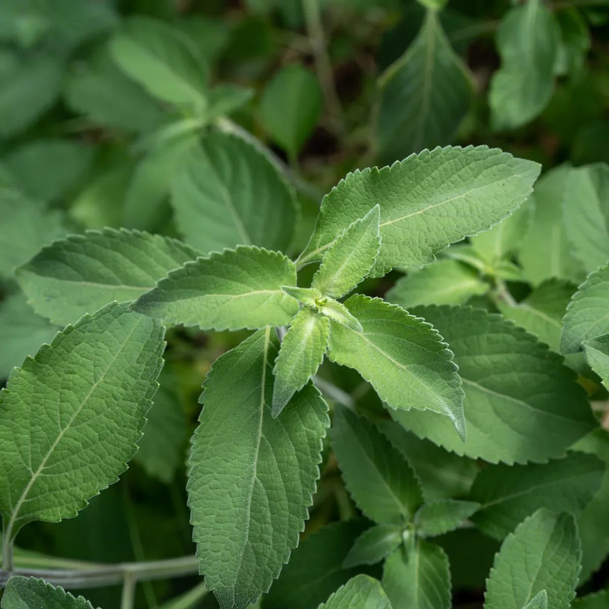 Vana Tulsi Seeds – Organic Holy Basil | Premium Quality Medicinal Herb for Home & Garden
