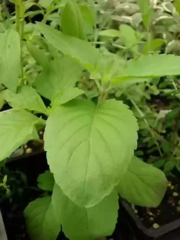Vana Tulsi Seeds – Organic Holy Basil | Premium Quality Medicinal Herb for Home & Garden - Image 2