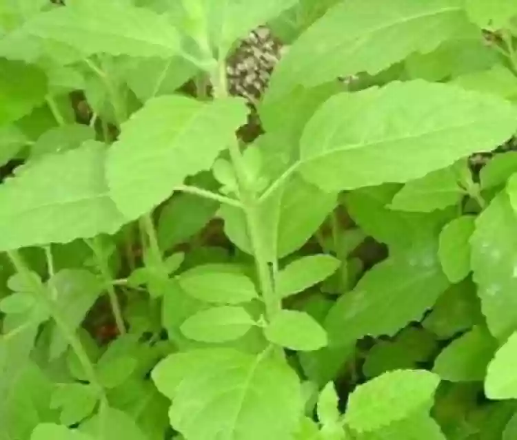 Vana Tulsi Seeds – Organic Holy Basil | Premium Quality Medicinal Herb for Home & Garden - Image 3