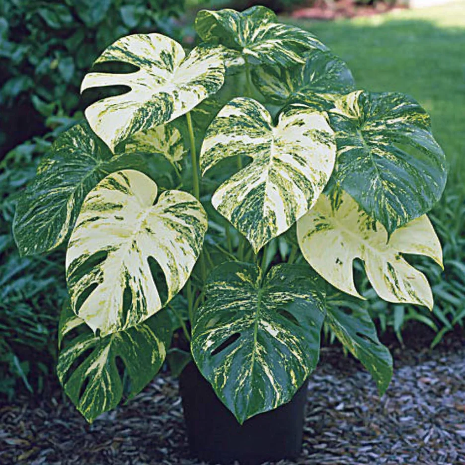 Variegated Monstera Thai Constellation Seeds – Rare Foliage Plant Seeds for Indoor & Outdoor Growing
