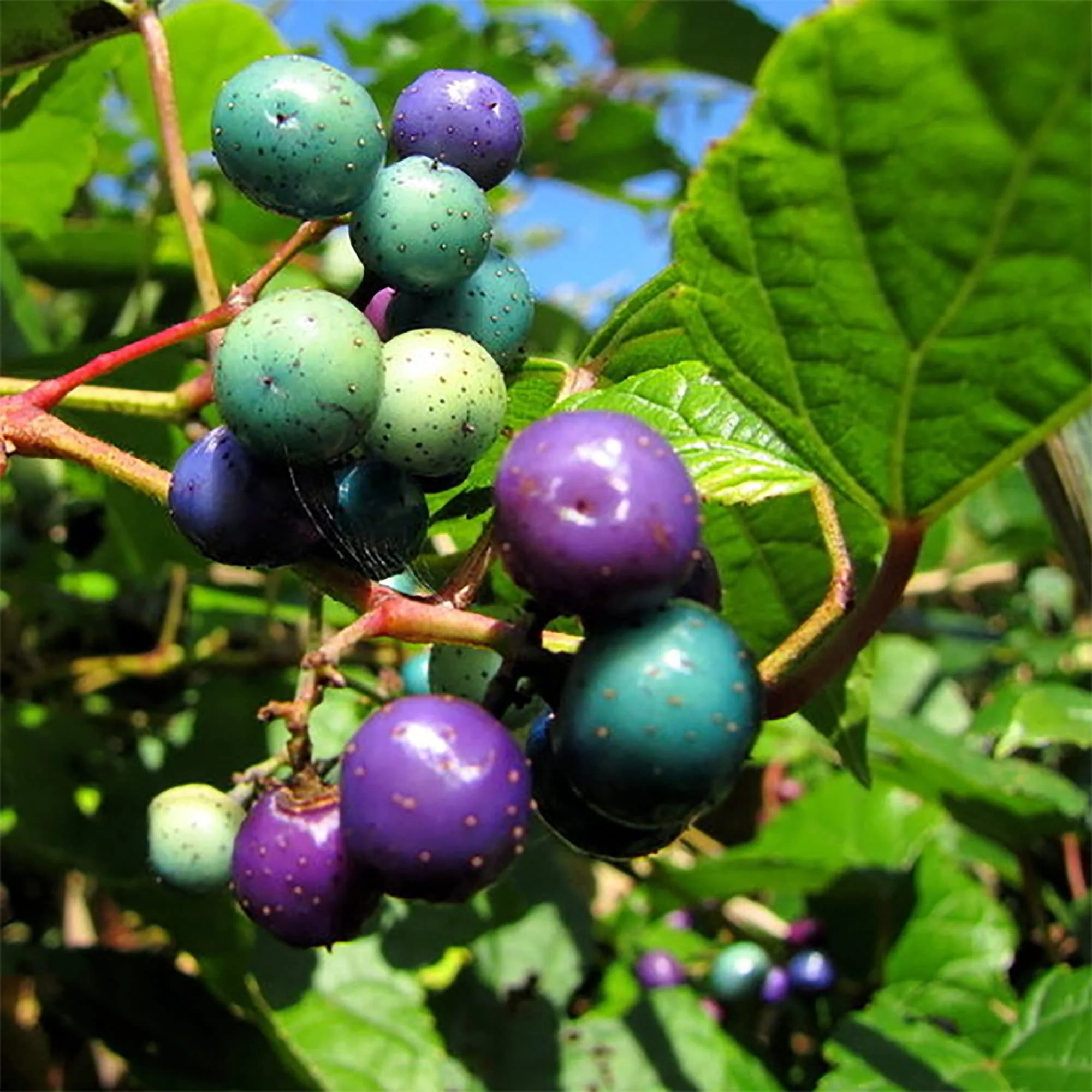 Variegated Porcelain Berry Vine Seeds