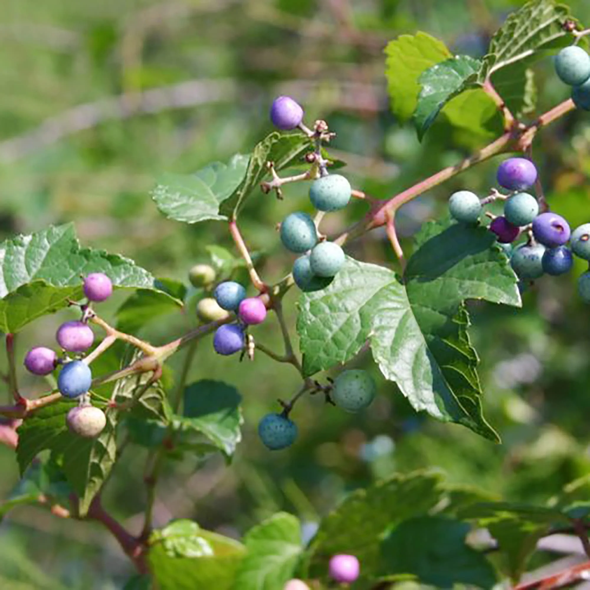 Variegated Porcelain Berry Vine Seeds - Image 3