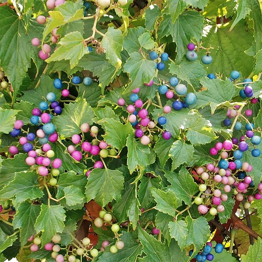 Variegated Porcelain Berry Vine Seeds - Image 4