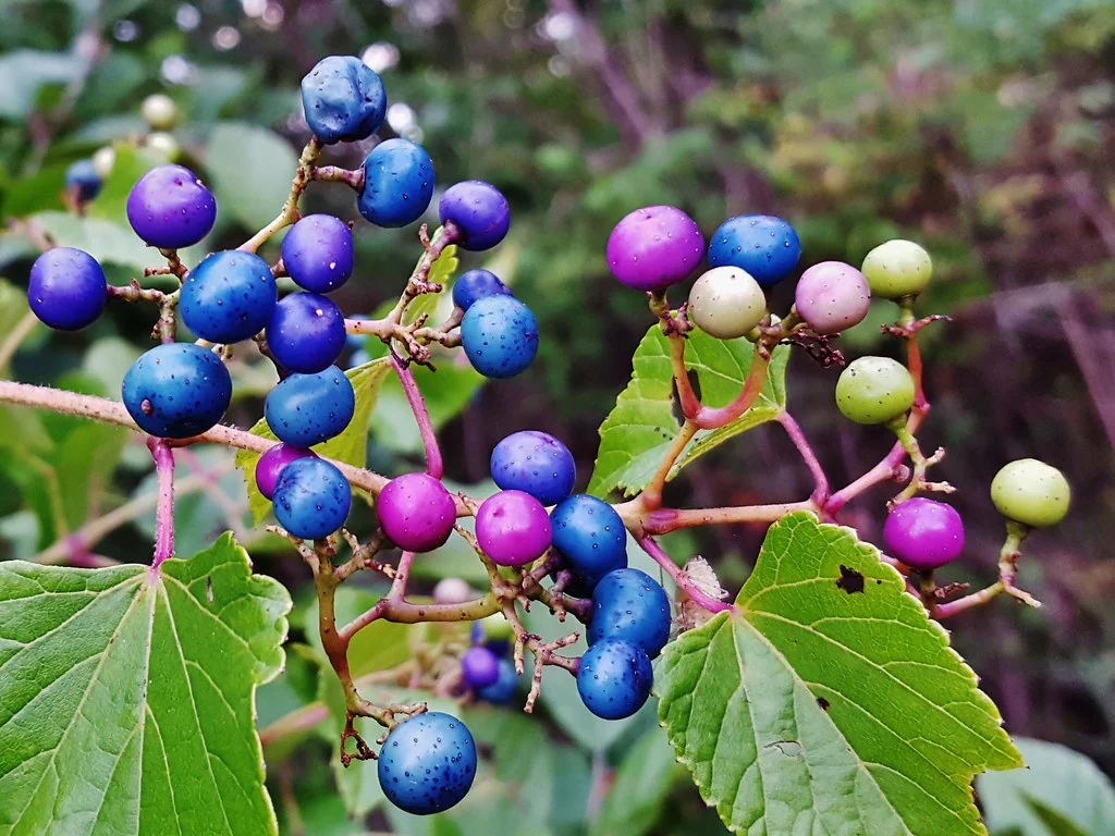 Variegated Porcelain Berry Vine Seeds - Image 5