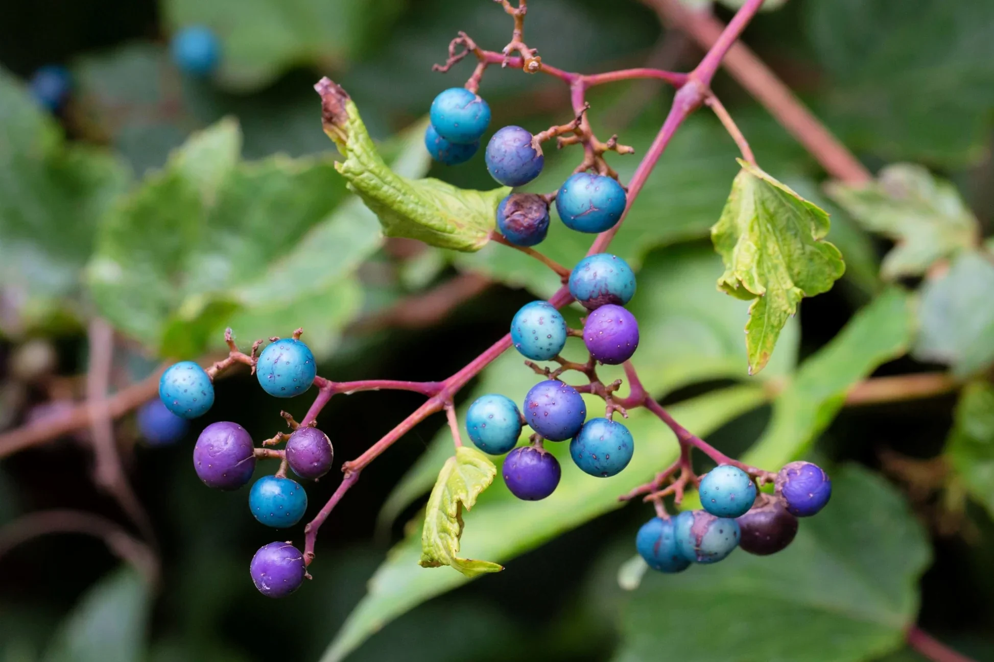 Variegated Porcelain Berry Vine Seeds - Image 6