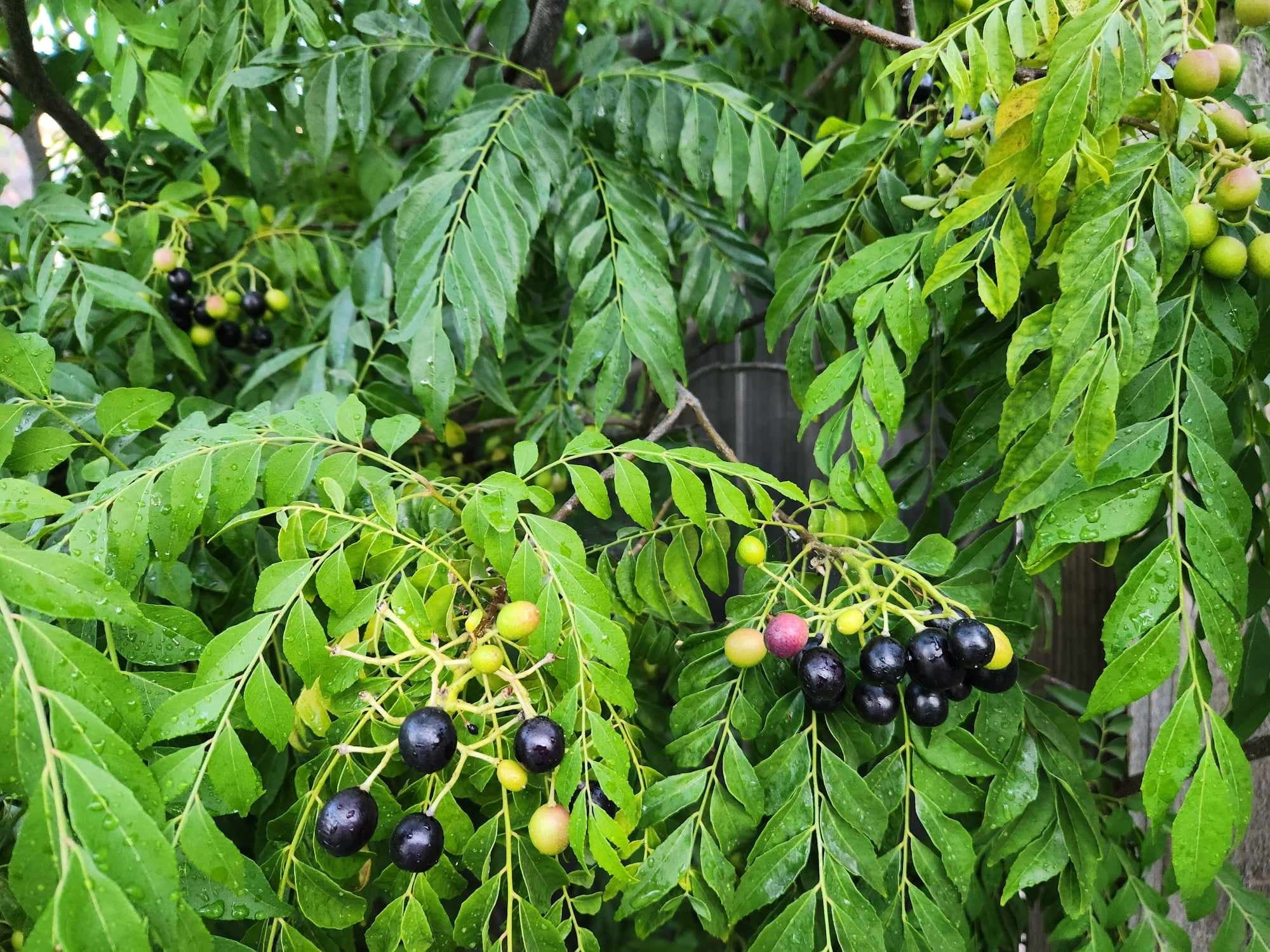 Veg Curry Leaf Seeds – Premium Quality Organic, Fast-Growing Aromatic Herb for Home Garden