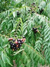 Veg Curry Leaf Seeds – Premium Quality Organic, Fast-Growing Aromatic Herb for Home Garden - Image 2