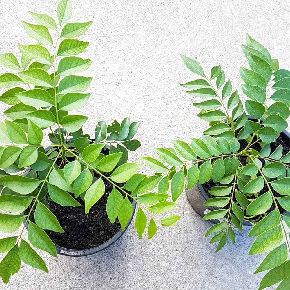 Veg Curry Leaf Seeds – Premium Quality Organic, Fast-Growing Aromatic Herb for Home Garden - Image 3