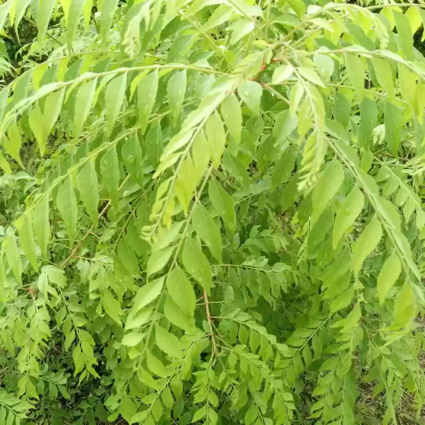 Veg Curry Leaf Seeds – Premium Quality Organic, Fast-Growing Aromatic Herb for Home Garden - Image 4