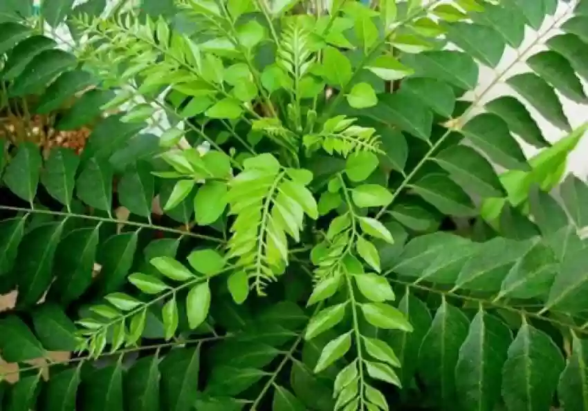 Veg Curry Leaf Seeds – Premium Quality Organic, Fast-Growing Aromatic Herb for Home Garden - Image 5
