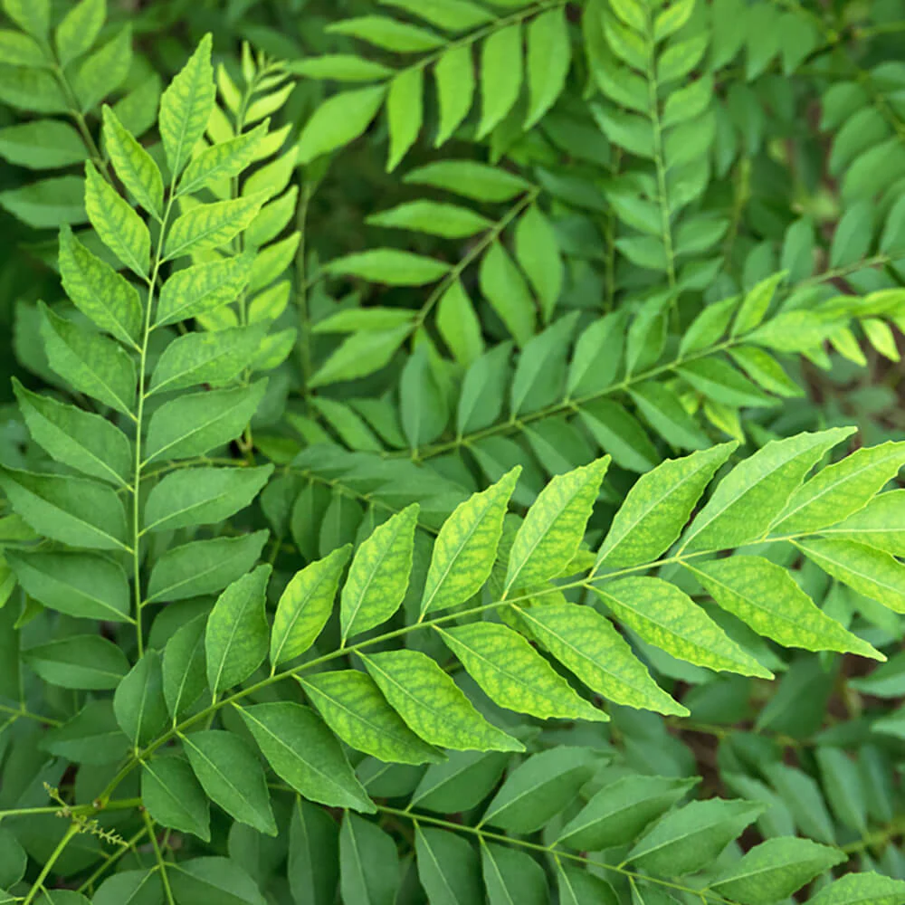 Veg Curry Leaf Seeds – Premium Quality Organic, Fast-Growing Aromatic Herb for Home Garden - Image 6