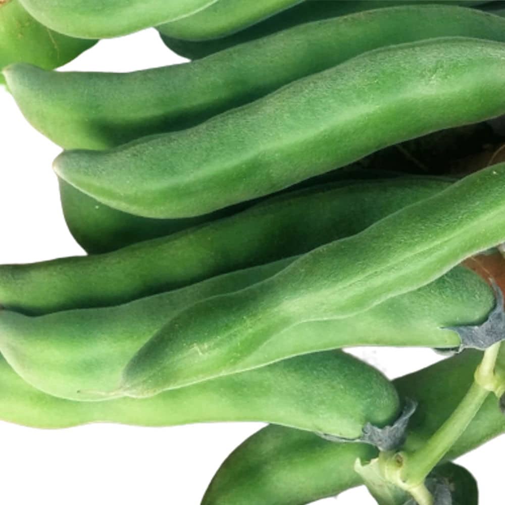 Organic Bulk Velvet Bean Seeds or Mucuna pruriens Seeds For Planting - Image 3